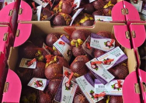mangosteen packaging box for export cheapest